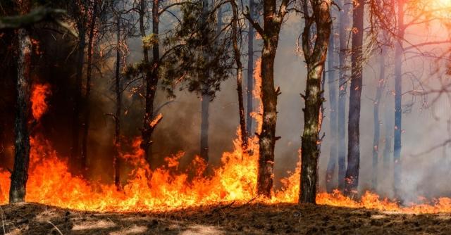 Important Tips To Stay Safe During a Wildfire cover picture