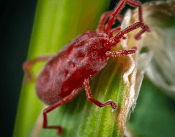 10 Ways To Get Rid Of Clover Mites On Outdoor Plants cover picture