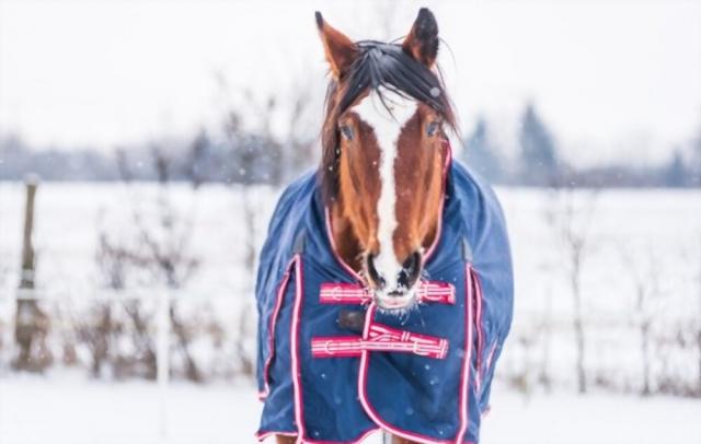 Different Types Of Winter Horse Rugs And Their Importance cover picture