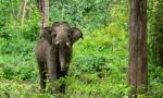 Embark on Unforgettable Kenya Wildlife Safari Tours cover picture