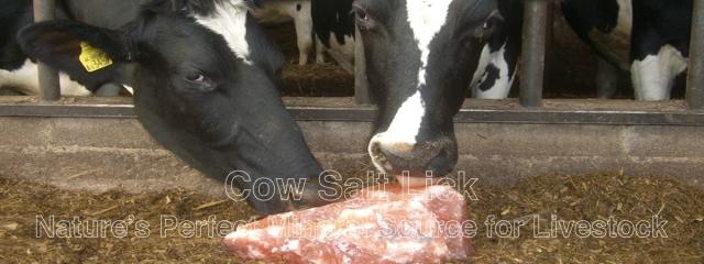 Animal salt lick for horse, deer, cow, and Cattle to maintain their nutritional value cover picture