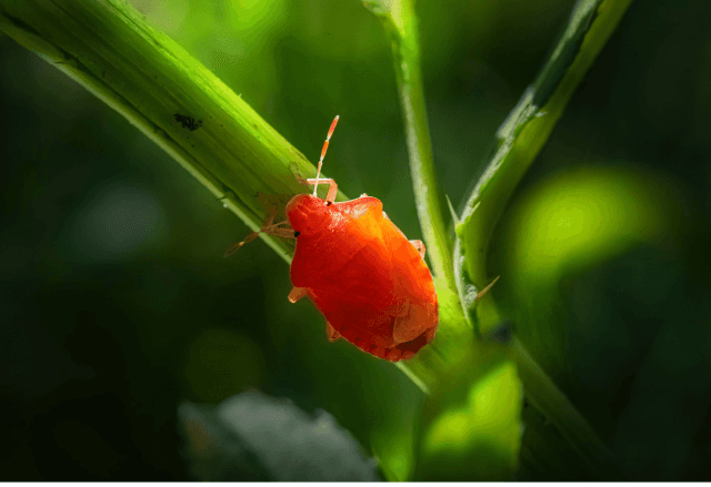 What Do Clover Mites Eat? cover picture