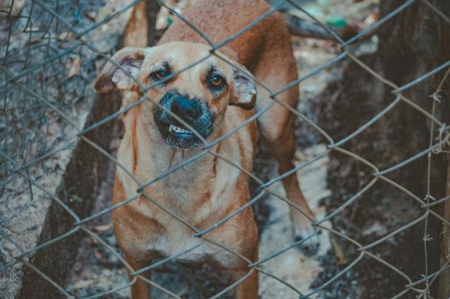 Injured by a Dog? A Virginia Dog Bite Lawyer Can Advocate for Your Case cover picture