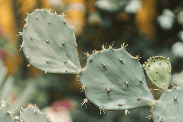5 Common Misconceptions About Spiky Leaved Houseplants cover picture