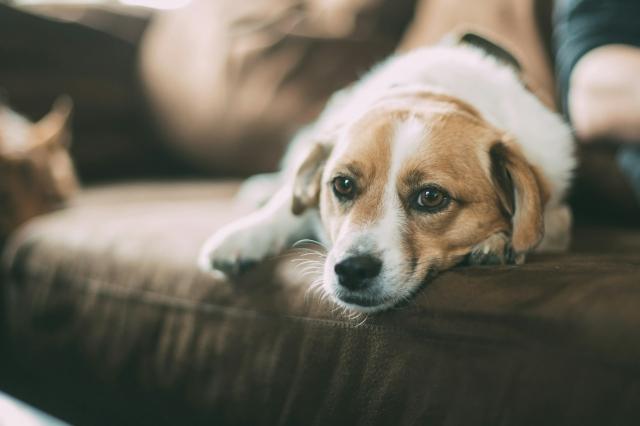 Ensuring Your Dog Is Happy When You Work Full-Time cover picture