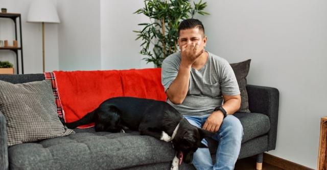 Tips for Removing Pet Odors in Your Home cover picture