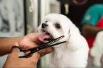 Expert Dog Grooming Services in Warsan, Dubai – Furry Babies Dubai cover picture