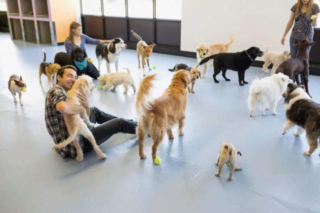 The Benefits of Doggie Daycare and Boarding for Your Canine Companion cover picture