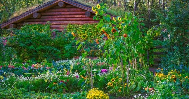 Why You Should Add a Garden to Your Cabin cover picture