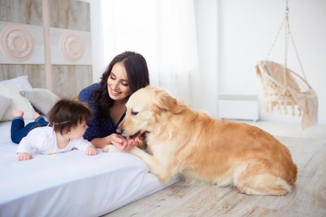 First-Time Dog Owners: How to Choose the Best Breed for Your Needs cover picture