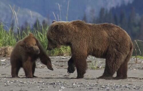 Bear Viewing's cover picture