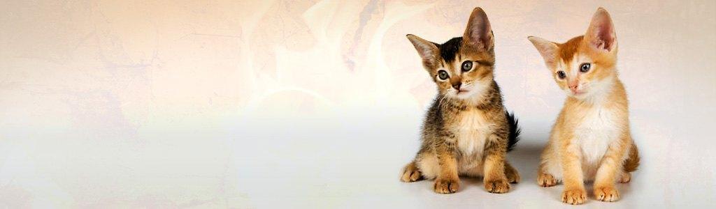 Express CanadaVet's cover picture
