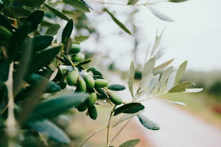 What are the important benefits of olive leaves tea? cover picture