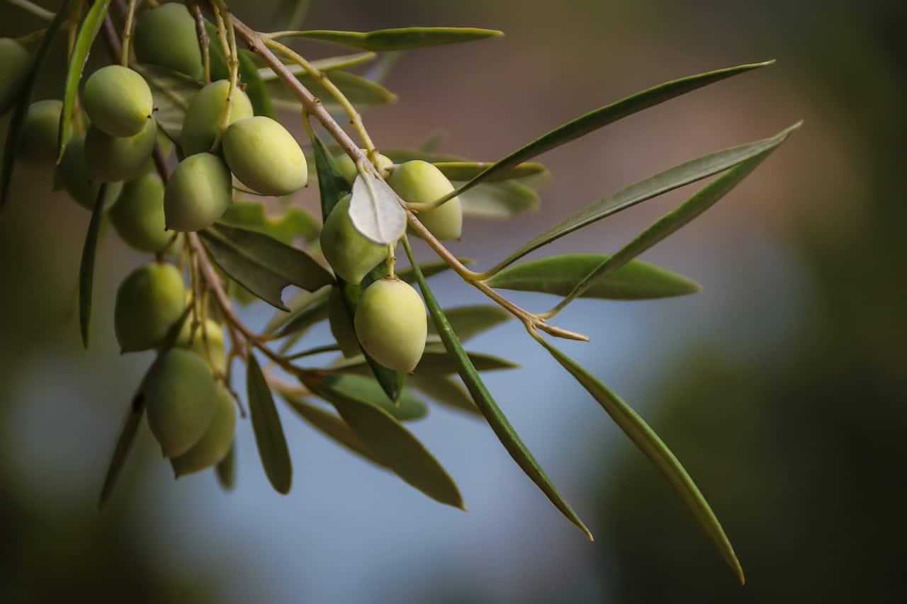 What are the possible olive leaf extract side effects? cover picture