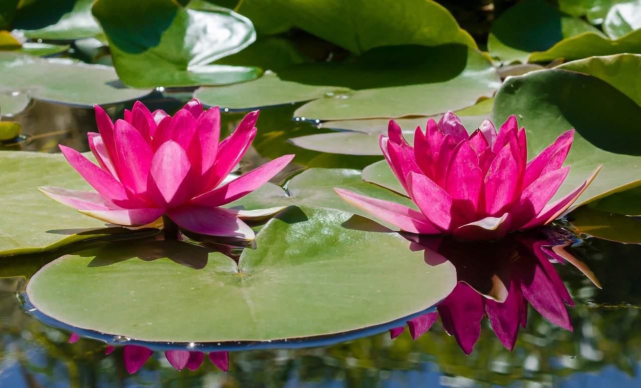 Rose water, its health benefits; from antioxidant to anti-aging cover picture