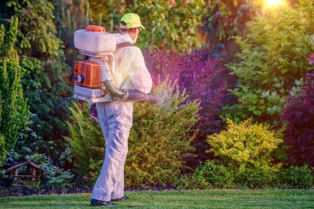 Types of pests and how to identify them