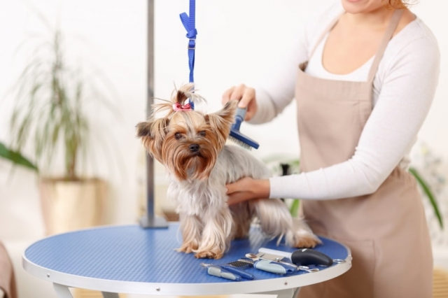 Pet Grooming Services: Your Partner For Keeping Your Pet Looking And Feeling Their Best