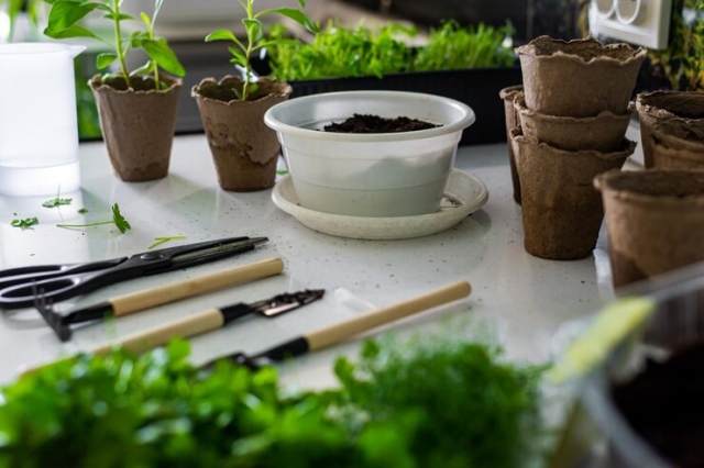 10 Essential Home Gardening Tips for Beginners to Grow Healthy Plants