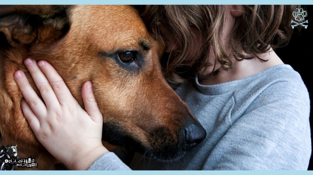 Guide to Support Your Furry Friend Through Loss