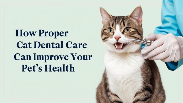 How Proper Cat Dental Care Can Improve Your Pet’s Health