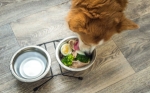 best dog food for dogs dubai