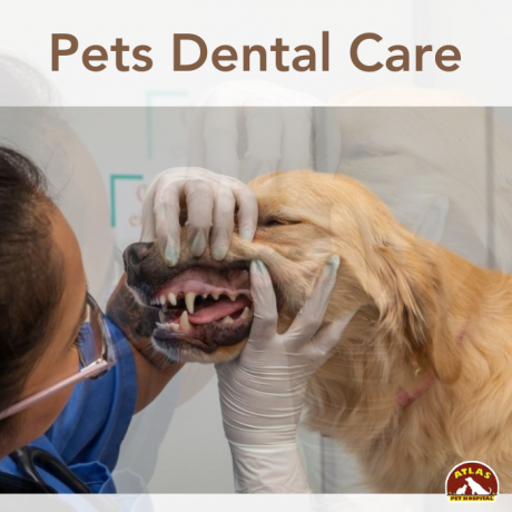 The Role of a Pet Dental Specialist: When to Seek Expert Care for Your Pet’s Teeth