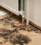Protecting Your Family and Health The Importance of Mold Testing with Indoor Air Quality in Burbank