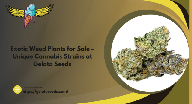 Exotic Weed Plants for Sale – Unique Cannabis Strains at Gelato Seeds