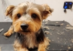 6 Benefits of Mobile Dog Grooming Service