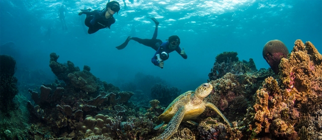 Diving into Paradise: A Snorkeler’s Guide to Coral Bay’s Marine Wonders