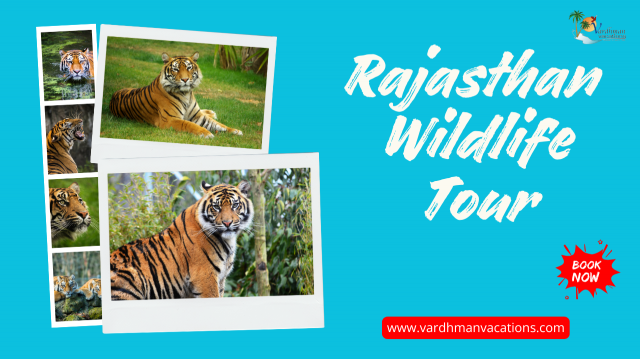 Rajasthan's Wild Wonders: A Tour Through the National Parks
