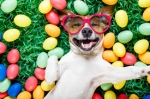 affordable dog trainer dubai