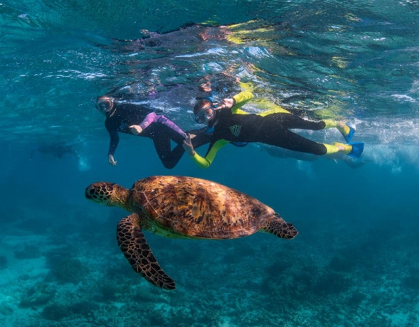 Ningaloo Adventures: Dive into Wonder or Cruise in Comfort