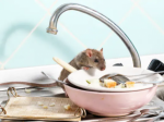 Why Professional Rat Control in Dubai is a Must for Every Home