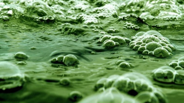 Algaculture Industry Poised to Grow Rapidly Due To Advancements in Cultivation Technologies