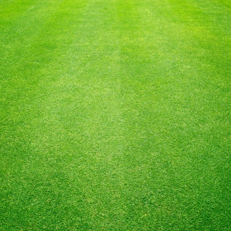 Best Grass Types for New York Lawns