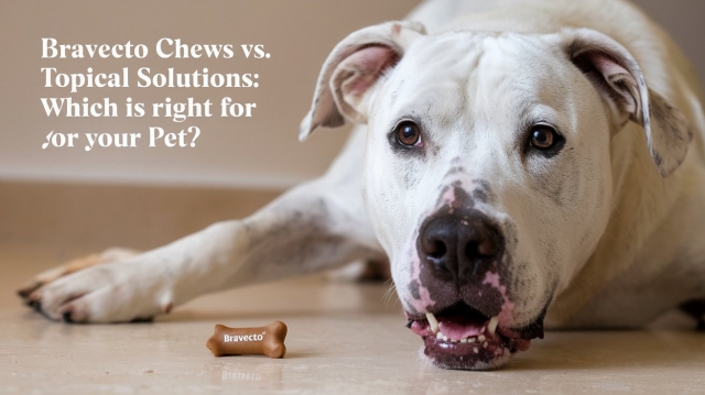 Bravecto Chews vs. Topical Solutions: Which Is Right for Your Pet?