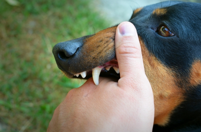 What Evidence is Important in a Dog Attack Case?