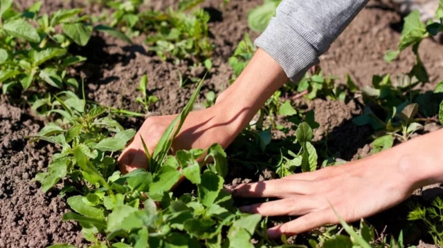 What's the Best Way to Control Weeds Without Hurting Your Plants?
