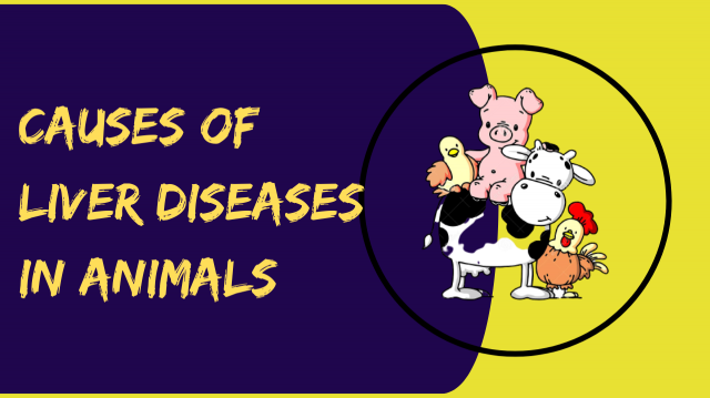 Causes of Liver Diseases in Animals