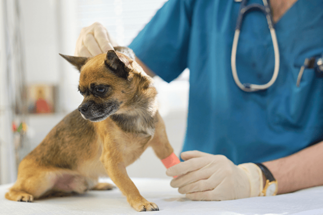 How to Get Ready for a Vet Emergency: Essential Home Goods