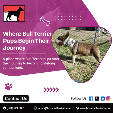A Complete Guide to Bull Terrier Puppies and White Bull Terriers by Boss Bull Terriers