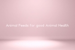 Animal Feeds for good Animal Health