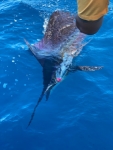 How To Choose The Best Costa Rica Fishing Trips All Inclusive Packages?