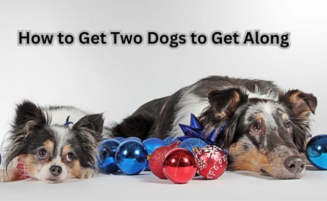 How to Get Two Dogs to Get Along 