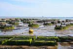 From Automation to Growth: The Impact of IoT on the Aquaculture Market