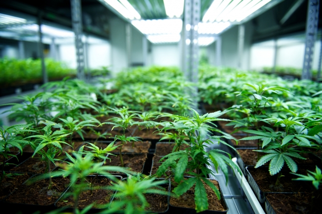 Cannabis Cultivation Market 2031: Dynamics, Trends, Opportunities, and Challenges