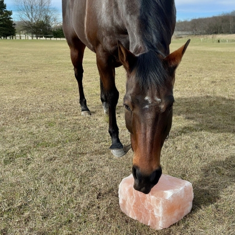 Himalayan Salt Lick for Animal Health: A Natural Nutritional Boost for Farm Animals 