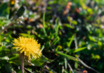 Searching for Top Lawn Care & Disease Control? Here’s What to Know!