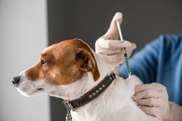 Veterinary Vaccines Market is Driving Veterinary Healthcare Innovation by Preventing Costly Diseases
